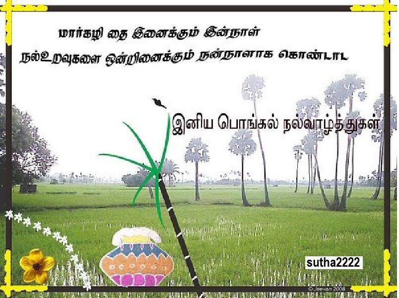 Pongal Greeting Cards
