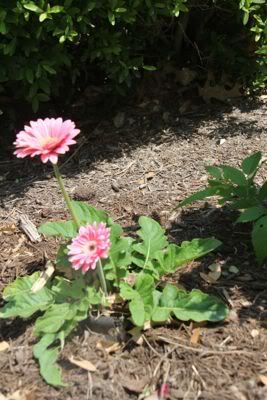 plant3