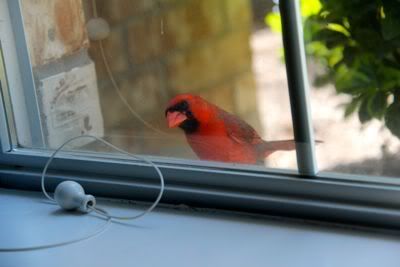 bird1