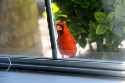 bird2