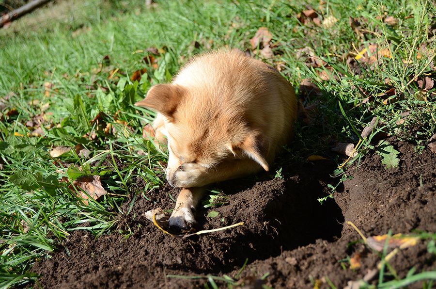 photo etootosissas_zps042ab317.jpg