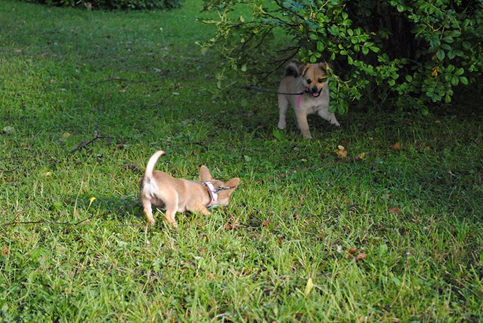 photo Nellietriva_zpsdf4cbff6.jpg