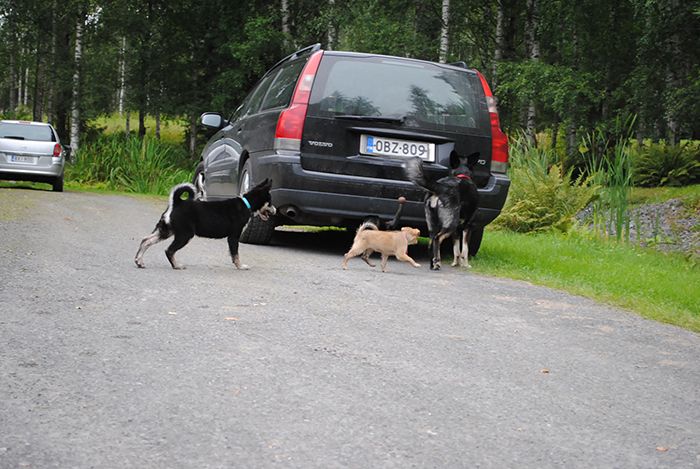 photo vaalvosfd_zpsc4171169.jpg