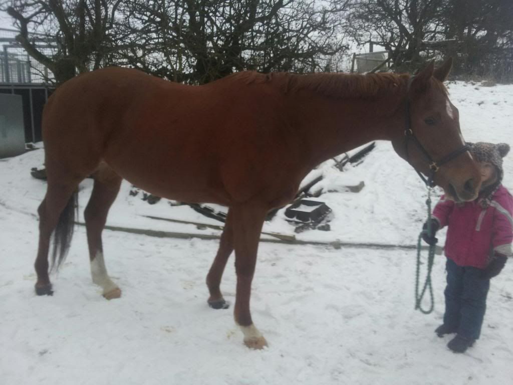 Best way to put more weight on thoroughbred? Horse and Hound Forum