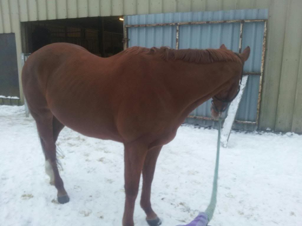 Best way to put more weight on thoroughbred? Horse and Hound Forum