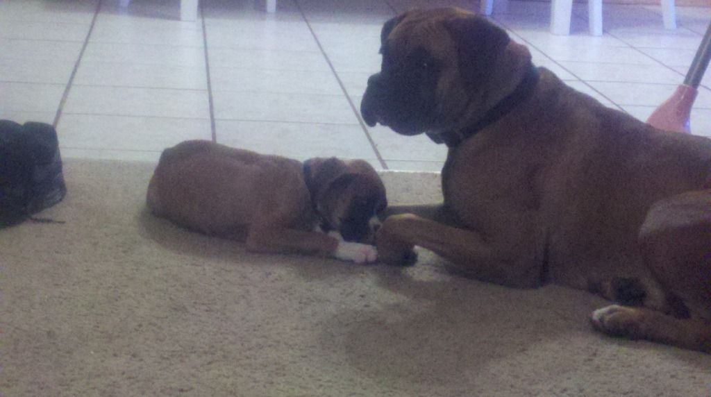 boxers compared to pit bulls Boxer Breed Dog Forums