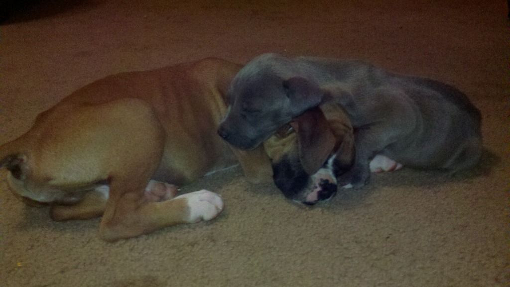 boxers compared to pit bulls Boxer Breed Dog Forums