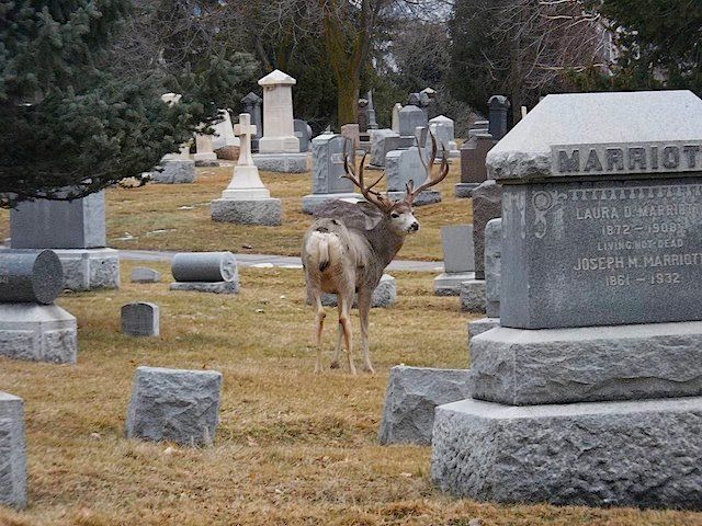 CemetaryBuck.jpg