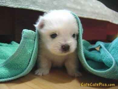 [Image: very-cute-white-puppy.jpg]