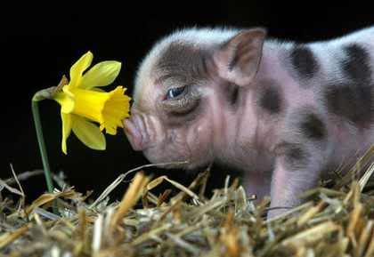 pig Pictures, Images and Photos