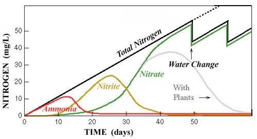 nitrogen cycle reef central online community saltwater tank cycle chart
