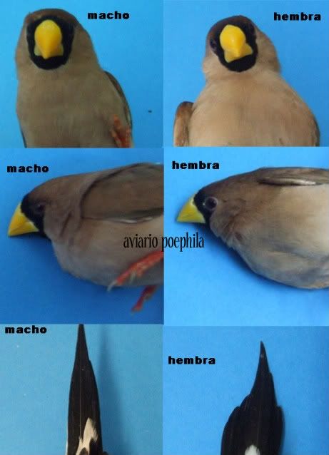 Resultado de imagen para sexar diamante mandarin