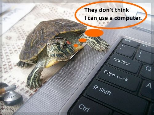TurtleHaxor1.jpg