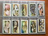 Cigarette Cards, Wills The Sea Shore, Complete 1938
