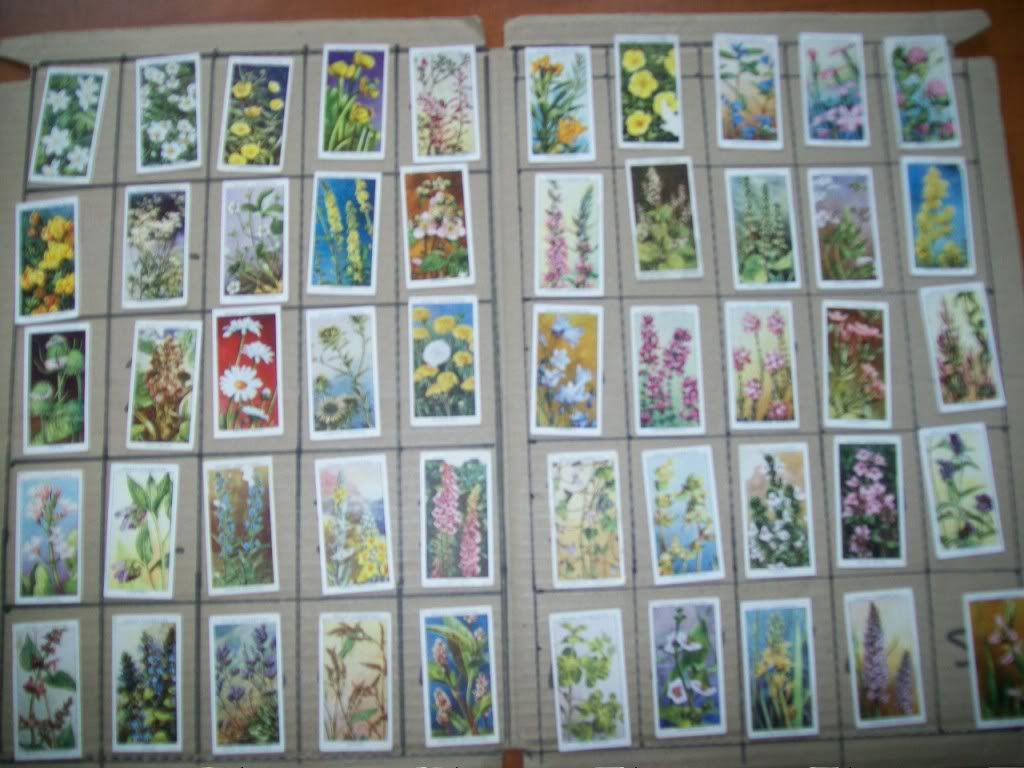 Cigarette Cards Wills Wild Flowers 2nd Series 1937 Complete