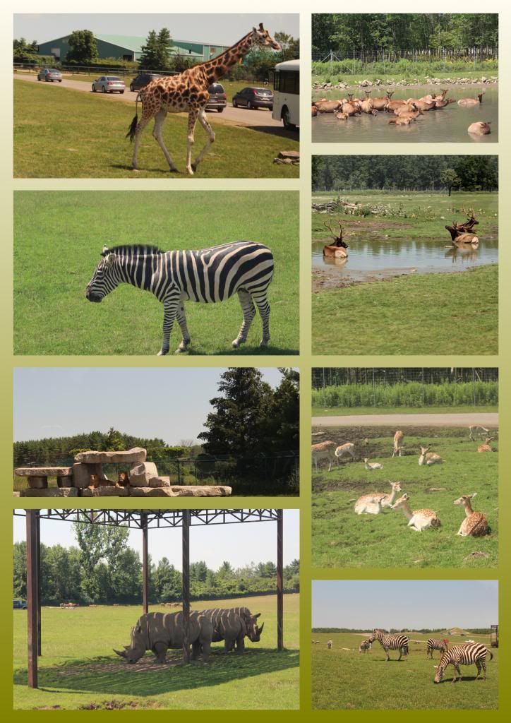 Safari Tour