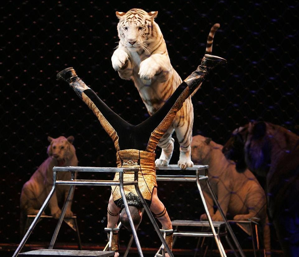Shrine Circus Tigers