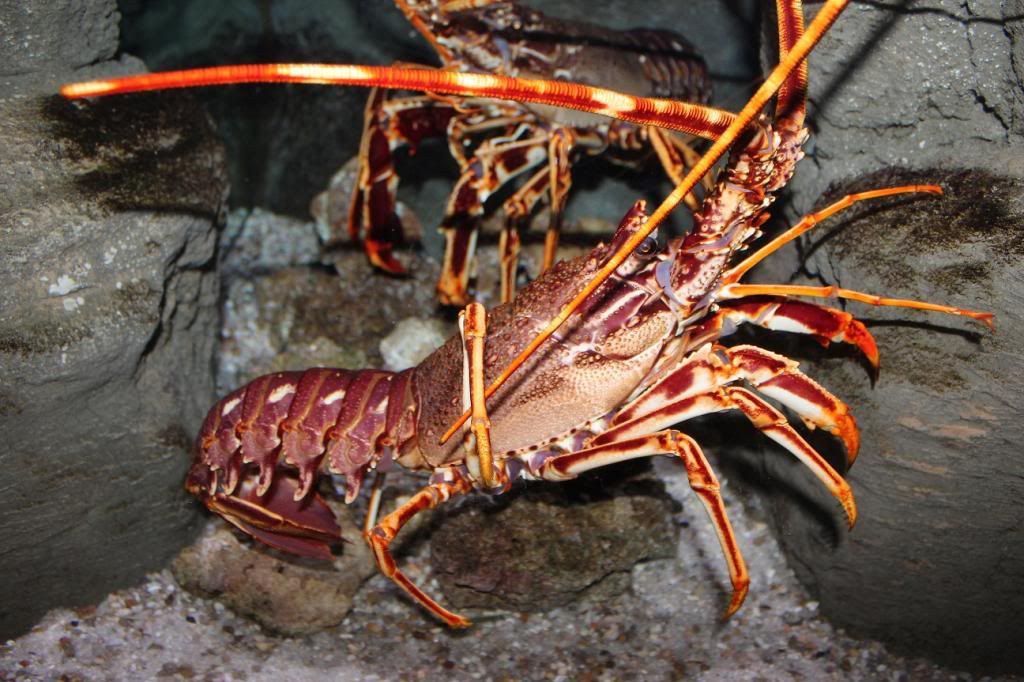 CineAqua Aquarium Crab