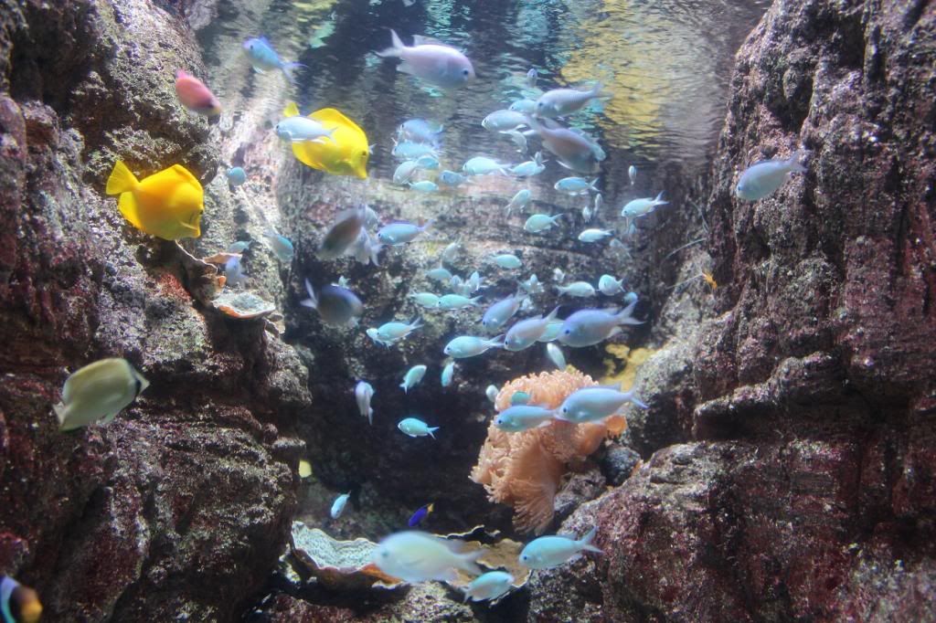 CineAqua Aquarium Fish
