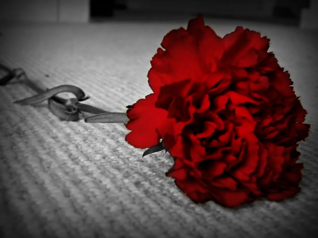 Red Carnation Pictures, Images and Photos