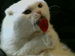 photo Cat_licking_a_lollipop_candy_15479694_250_188.gif